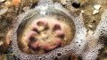 In Odesa Region, jellyfish contaminated with fuel oil washed ashore in large numbers