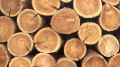 Rada Temporarily Limits Annual Logging Volume To 25 Million Cubic Meters, Criminalizes Timber Smuggling