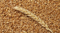 Ministry Of Supply And Internal Trade Of Egypt: Nibulon To Invest USD 2 Billion In Construction Of Granaries In Nile Delta