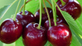 Chinese Mission To Inspect System Of State Quality Control Of Sweet Cherry Production In Ukraine