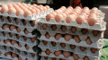 Ovostar Union Starts Supplies Of Eggs To EU