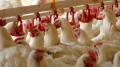 Iraq Lifts Restrictions From Imports Of Poultry Meat From Ukraine