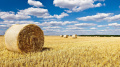 U.S. Department Of Agriculture Retains 2016 Outlook On Grain Harvest In Ukraine At 65.1 Million Tons