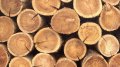 Rada Temporarily Limits Annual Logging Volume To 25 Million Cubic Meters, Criminalizes Timber Smuggling