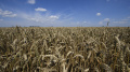 Cabinet Approves Concept Of Development Of Farm Enterprises And Cooperative Farming For 2018-2020 With Annual Funding Of At Least UAH 1 Billion