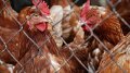 UAE Lifts Restrictions From Importation Of Poultry Products From Ukraine