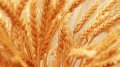 Finance Ministry Tells Fiscal Service Resume VAT Reimbursement To Farmers