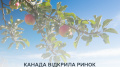 Ukrainian apples will go to Canada