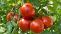 Tomatoes. Photo by EastFruit