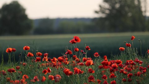 Весна. Фото: pixabay