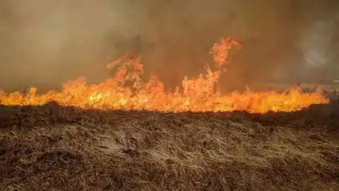 В Чернобыльской зоне из-за лесных пожаров поднялся уровень цезия, но угрозы для населения нет