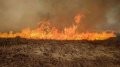 In Chornobyl zone, level of cesium increased due to forest fires, no threat to population