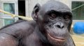 Kanzi, unique chimpanzee who communicated using symbols, died