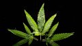 American C21 Investments To Grow Cannabis In Ukraine