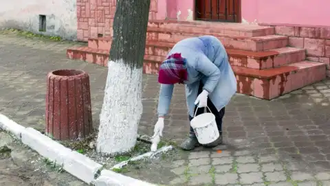 Побелка деревьев и бордюров. Иллюстративное фото.