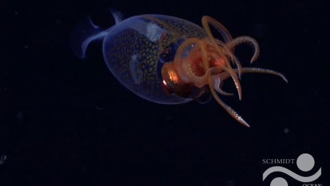 Фото: Schmidt Ocean Institute