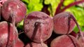 Photo: EastFruit