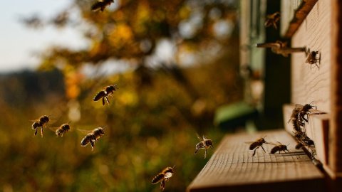Бджоли. Фото: pixabay