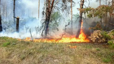 
Пожар в Харьковской области. Фото: ГСЧС