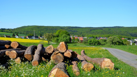 Весна. Фото: pixabay