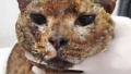 Family sheltering 10 cats killed during shelling of Kyiv. One of them found alive, but with burns