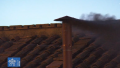 Black smoke billows from Sistine Chapel chimney, Conclave fails to elect new Pope on first day of voting