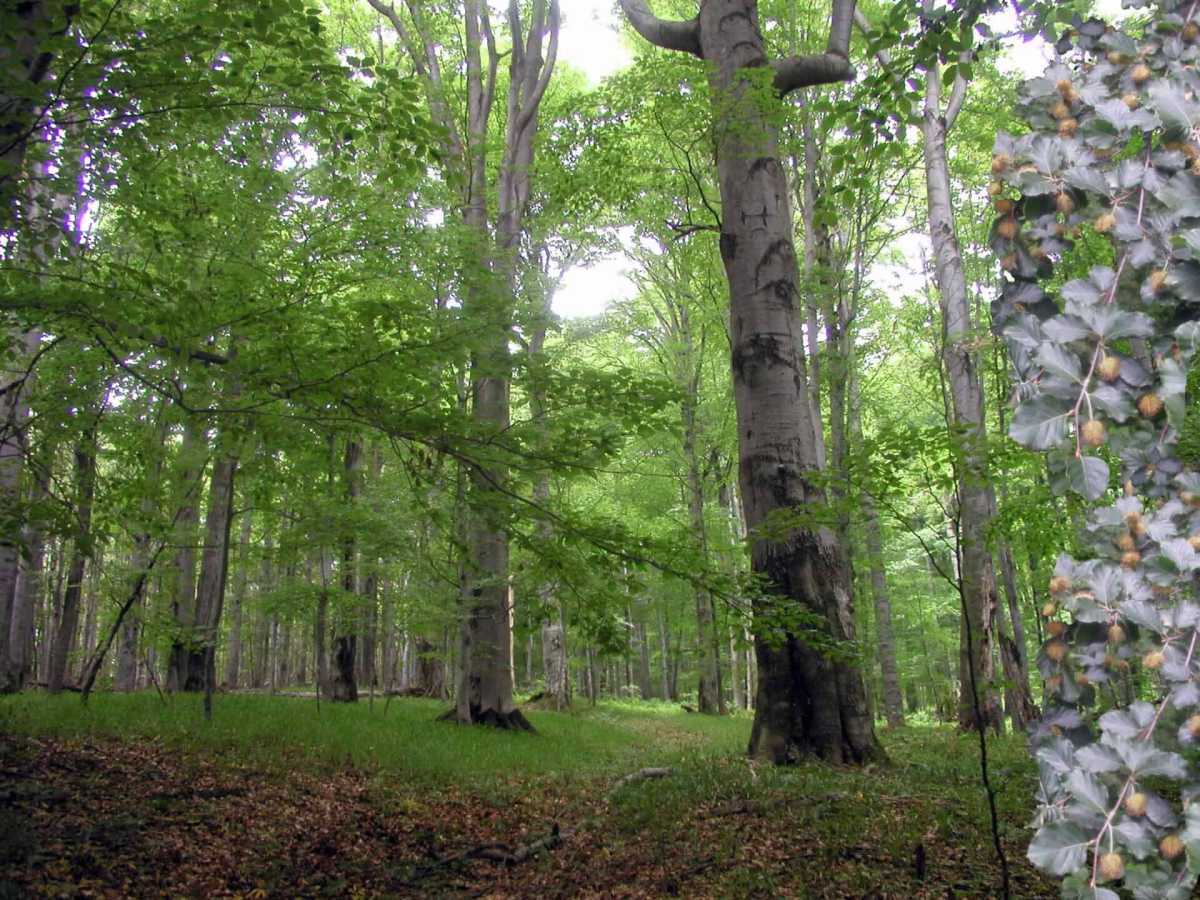 Букові праліси. Фото: Ужанський національний природний парк