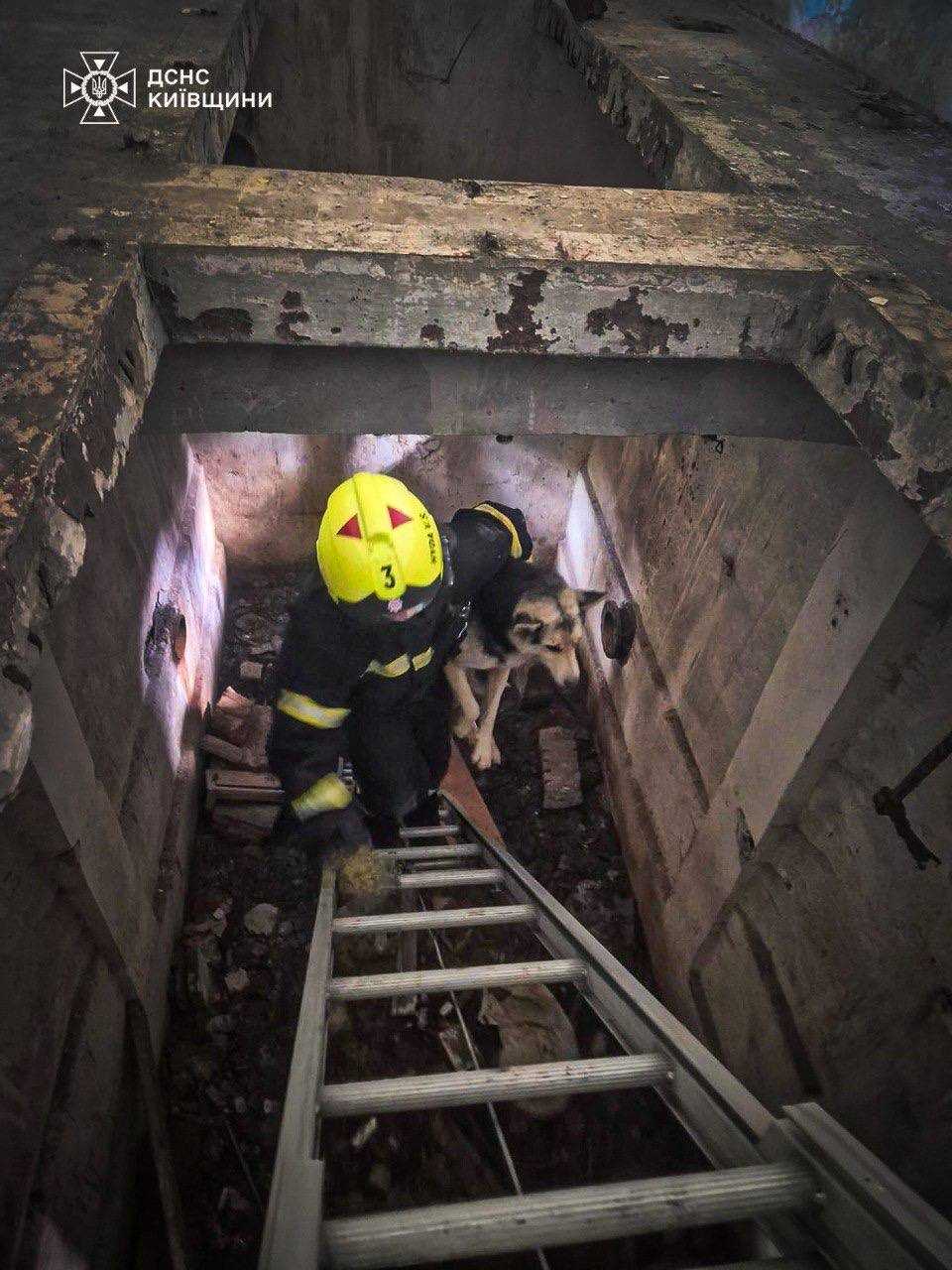Порятунок собак на Київщині 19.05.2025. Фото: ДСНС Київщини