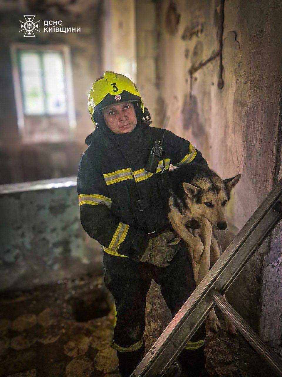 Порятунок собак на Київщині 19.05.2025. Фото: ДСНС Київщини