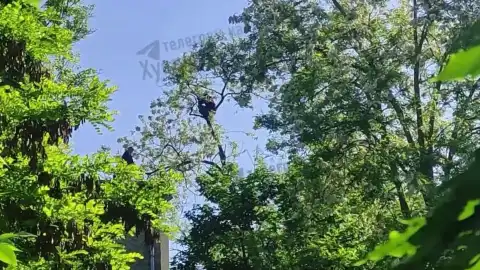 Мужчина залез на верхушку дерева в Одессе. Фото: скриншот видео.