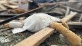 In Zhytomyr region, 3 children killed, 12 people injured as result of russian strike