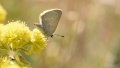 Unique butterfly isolated for over 40,000 years discovered in Canadian Rockies