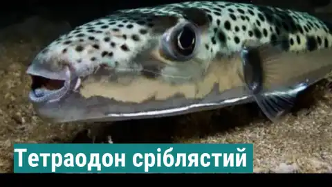 Опасная рыба. Фото: facebook.com/sw.dei