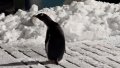 Subantarctic penguin unexpectedly visited Akademik Vernadsky station
