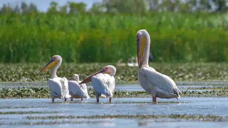 Рожевий пелікан. Фото: bird-ukraine.pp.ua