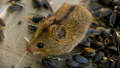Rare Red Book animal discovered in Chornobyl Exclusion Zone