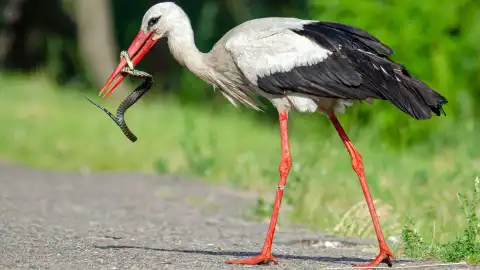 Аист ест змейку. Фото: Facebook-страница 
Birdwatching Ukraine - Бьордвотчинг в Украине