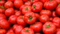 Tomato prices in Ukraine continue to rise
