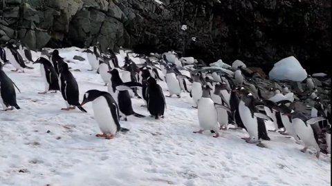 Скрин відео.