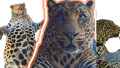 Chubby Zeus - leopard from Poltava Region conquersing social networks