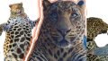 Chubby Zeus - leopard from Poltava Region conquersing social networks