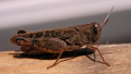 Food Safety Service calls war and ecocide cause of locust invasion in Ukraine