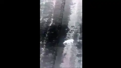 Кабан. Скриншот: видео