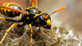 Radioactive wasp nest discovered at US nuclear facility