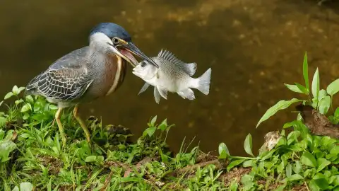Чорна кваква (лат. Nycticorax nycticorax), також відома як нічна чапля.
Скріншот: Instagram\ukranewscom.
Якість зображення покращено за допомогою ChatGPT.