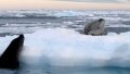 Leopard seal tried to reach seal: scientists filmed unique moment in Antarctica