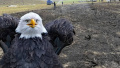 In Canada, eagle fried a fish - the whole village left without electricity