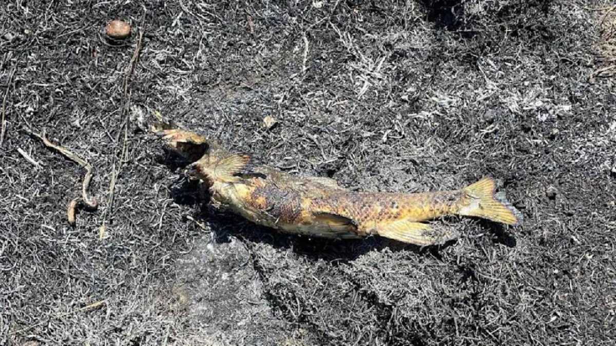 Fish that was fried by an eagle. Photo by Ashcroft Fire Department