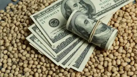 Нова контрабандна схема на сої: 1,5 млрд грн за вантаж без накладних і депозиту