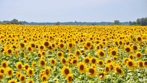 Літо. Фото: pixabay